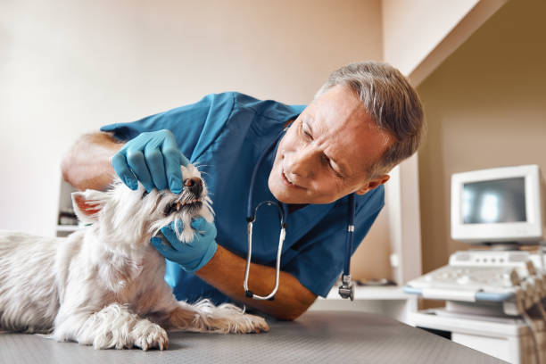 , VT Emergency Dentist Company